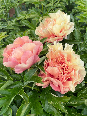 Soleil d'Ambre - Itoh Peony