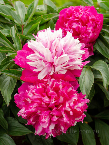 Spangle - Herbaceous Peony