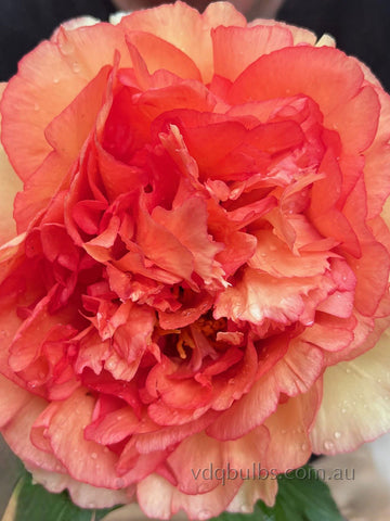 Spellbound - Tree Peony