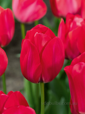Spryng Tide - Tulip
