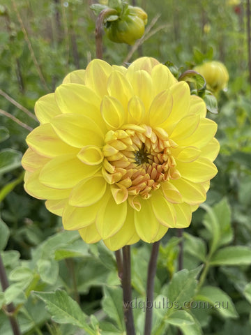 Summer Holliday - Dahlia