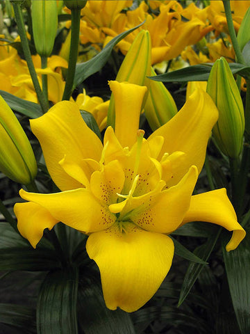 Sundew - Double LA Lilium