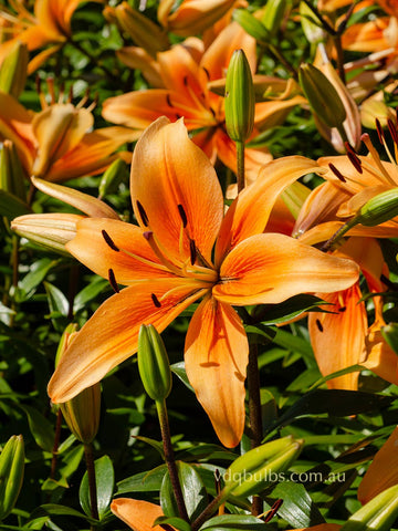 Sunset Boulevard - AOA Lilium Liliums - AOA bulbs