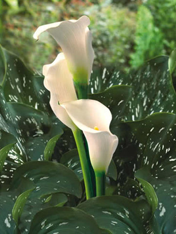 Swan Lake - Zantedeschia