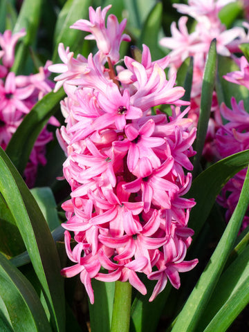 Fondant - Hyacinth