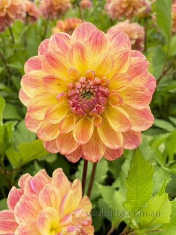 The Mexican - Dahlia