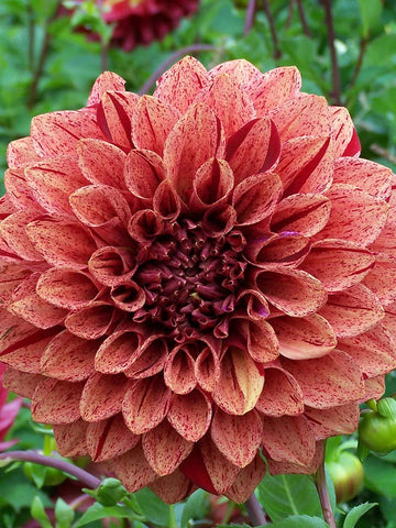 Tiger Bey - Dahlia