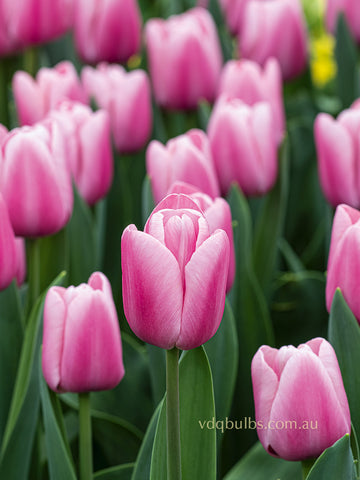 Tresor - Tulip