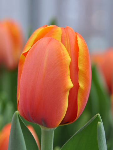Triple A - Tulip