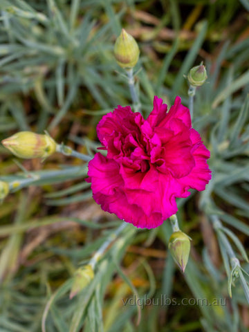 Turkish Delight - Carnation