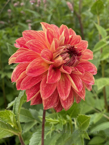 Van Gough - Dahlia