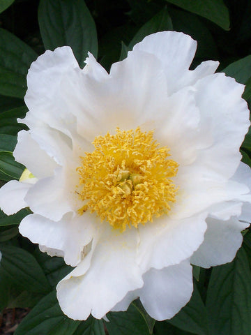 Virginia Dare - Herbaceous Peony