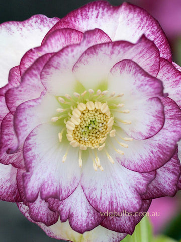 White Painted Double - Hellebore