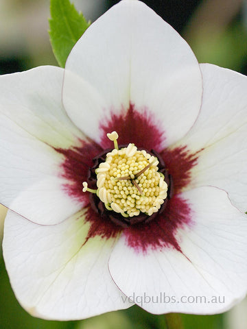 White and Red Single - Hellebore