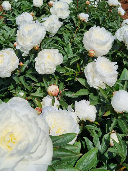 White Sarah - Herbaceous Peony