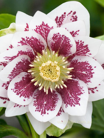 White Spotted Double - Hellebore