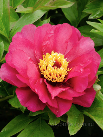 Yankee Doodle Dandy - Itoh Peony