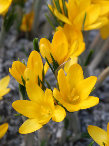 Golden Yellow - Crocus