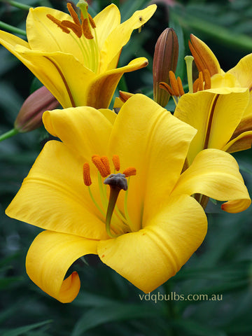 Yellow Planet - Lilium