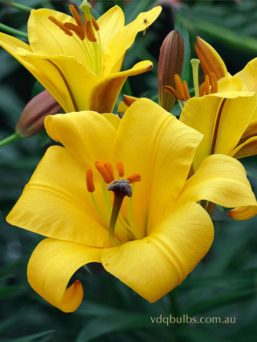 Yellow Planet - Lilium