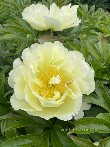 Yellow Waterlily - Itoh Peony