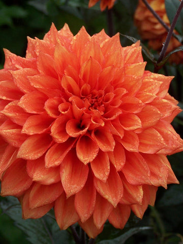 Bollywood Dancer - Dahlia