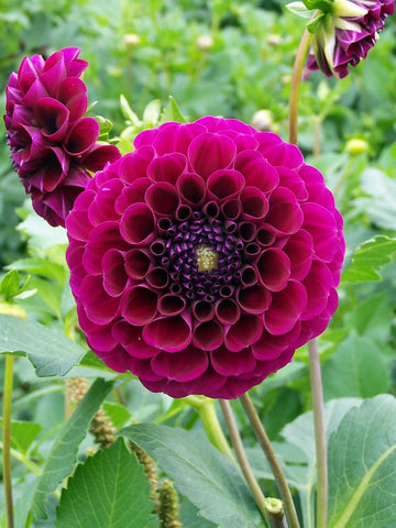 Burgundy Ball - Dahlia