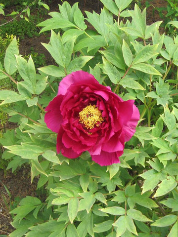 Norgate Pink - Tree Peony