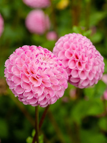 Pink Willow - Dahlia