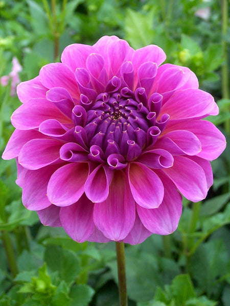 Pink Wonder - Dahlia