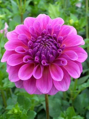 Pink Wonder - Dahlia