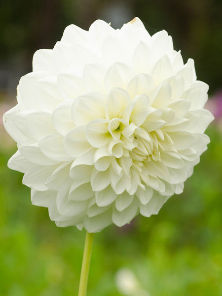 Snow Princess - Dahlia