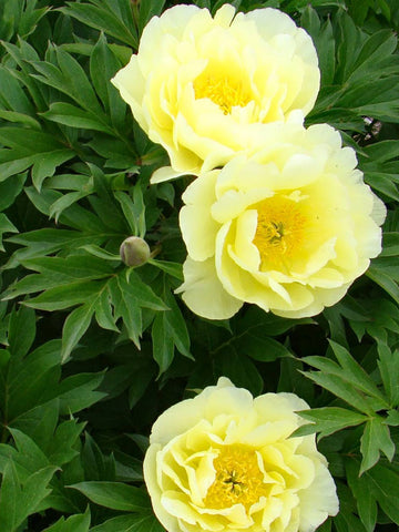 Yellow Doodle Dandy - Peony